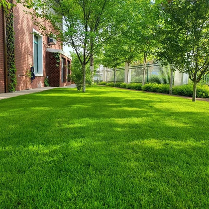 🌱 Semillas de césped enano perenne🌱 ultimas unidades🔥| Crea tu césped perfecto aquí 🌼
